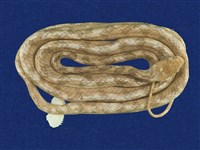 藏品(大頭蛇)的圖片